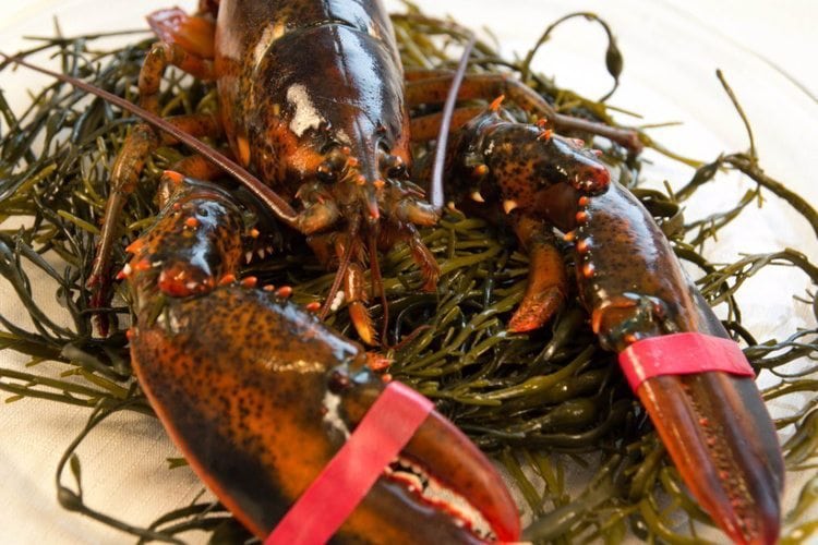 2 and 1/2 lb Maine Lobster Pack of 14 Live Maine Lobsters