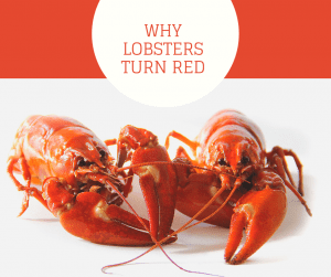 Why Lobsters Turn Red