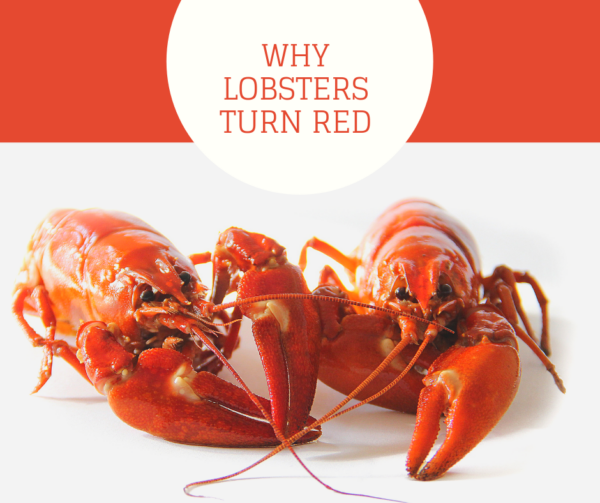 how do i get my red lobster w2